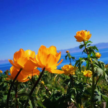 域上北疆：喀納斯、禾木、賽里木湖、那拉提、巴音布魯克、獨(dú)庫(kù)公路拼車(chē)8日游