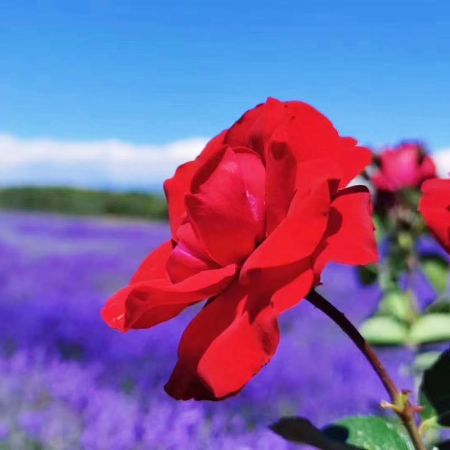 花漾伊犁：賽里木湖、昭蘇天馬文化園、喀拉峻、那拉提、巴音布魯克、獨(dú)庫(kù)公路拼車(chē)5日游